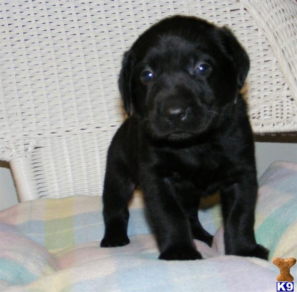 Labrador Retriever Puppies